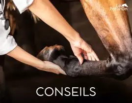 Conseil et guide soin cheval - Le Paturon