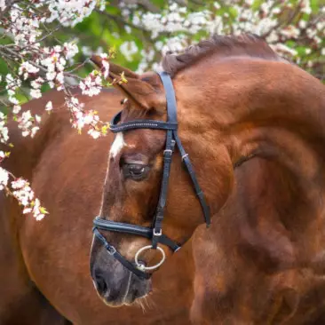 Guide santé cheval - Blog Le Paturon