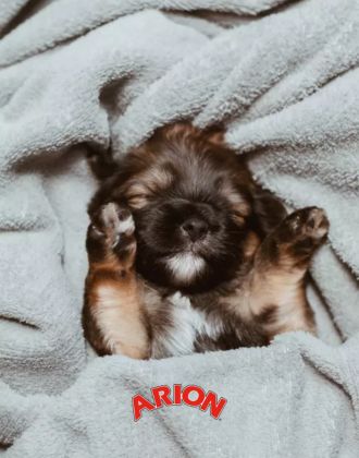 Produit soin chien Arion - Le Paturon