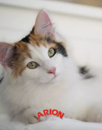Produit soin chat Arion - Le Paturon
