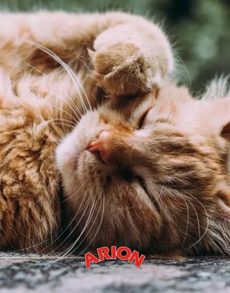 Accessoires chat Arion - Le Paturon