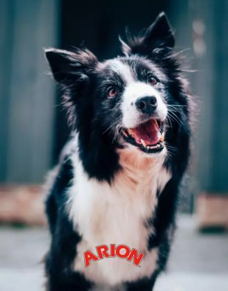 Accessoires chien Arion - Le Paturon Accessoires chien Arion - Le Paturon