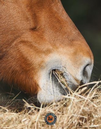 Digestion Cheval Turfmasters - Le Paturon Digestion Cheval Turfmasters - Le Paturon