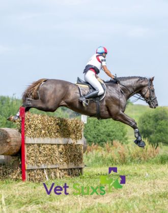 Equilibre hormonal cheval Vet-Suxs - Le Paturon Equilibre hormonal cheval Vet-Suxs - Le Paturon