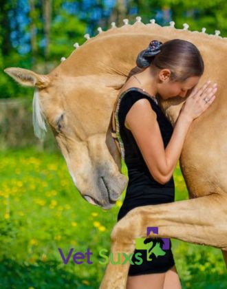 Gel massage cheval Vet-Suxs - Le Paturon Gel massage cheval Vet-Suxs - Le Paturon