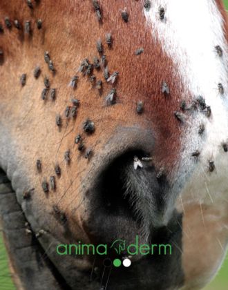 Insectes et Mouches Cheval Animaderm - Le Paturon