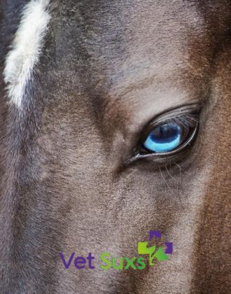 Peau cheval Vet-Suxs - Le Paturon Peau cheval Vet-Suxs - Le Paturon
