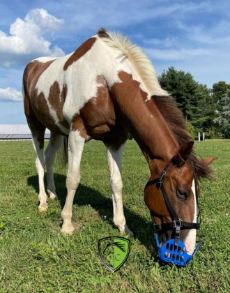 Produits thérapeutiques cheval Greenguard - Le Paturon Produits thérapeutiques cheval Greenguard - Le Paturon