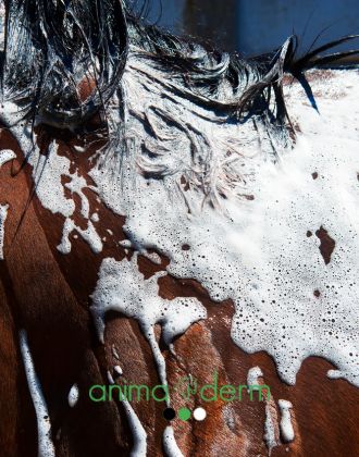 Shampoing Cheval Animaderm - Le Paturon