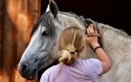 Guides des soins cheval