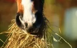 Guides des compléments cheval