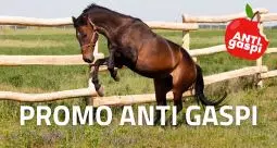 Promo anti gaspi
