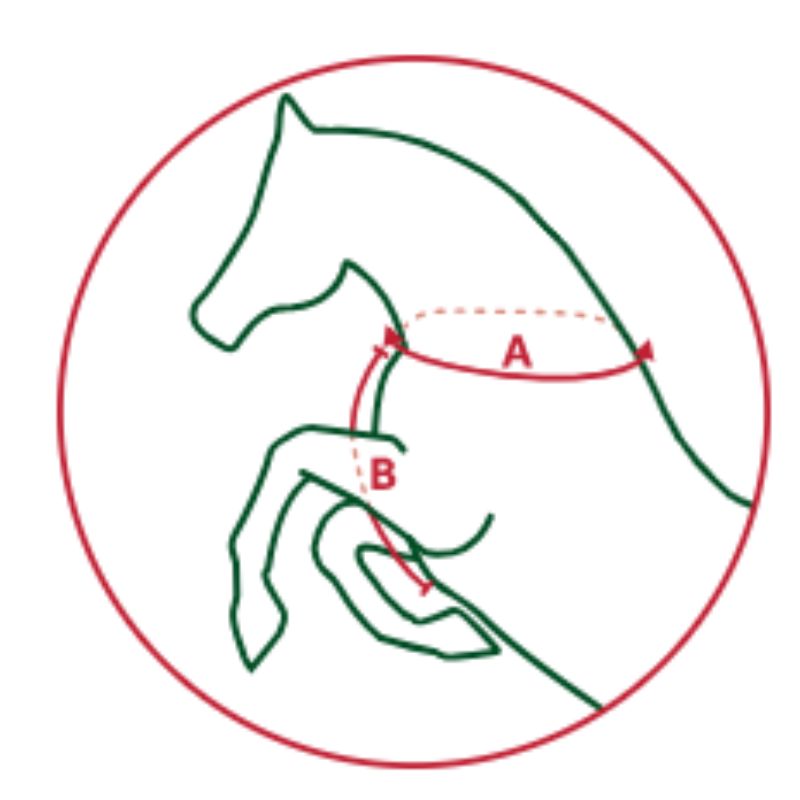 Guide de tailles collier de chasse cheval horseware - Le Paturon