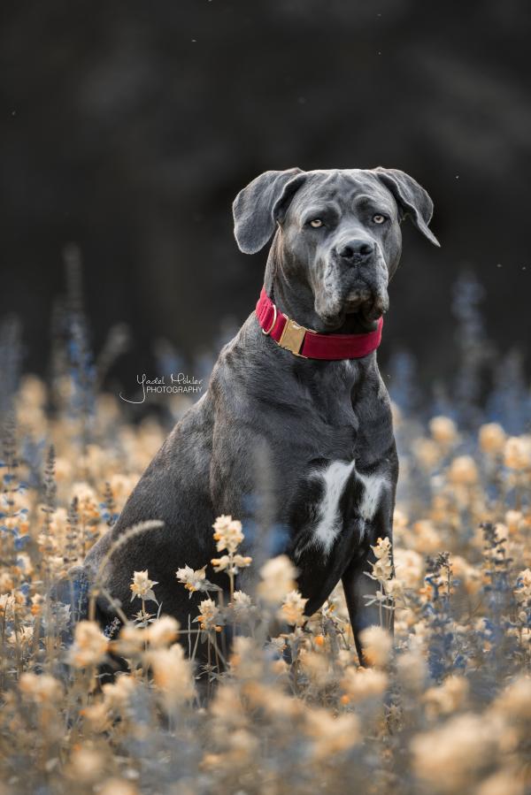 Collier Kentucky dog collar Corduroy - Le Paturon